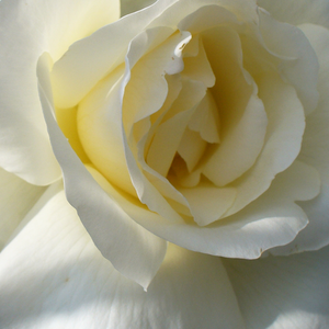 Róże ogrodowe - róże rabatowe grandiflora - floribunda - biały  - Rosa  Mount Shasta - róża ze średnio intensywnym zapachem - Herb Swim, O. L. Weeks - Jest dobra na róże cięte.
